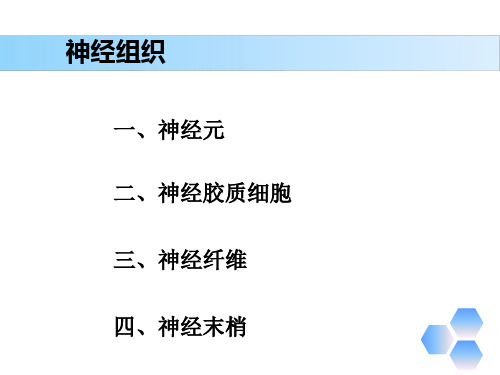 解剖学基础第三章《基本组织—神经组织》PPT课件