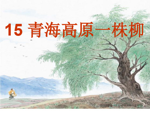 15.青海高原一株柳48页PPT