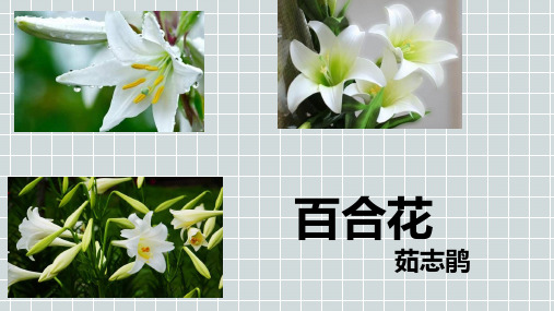 《百合花》部编版优秀课件