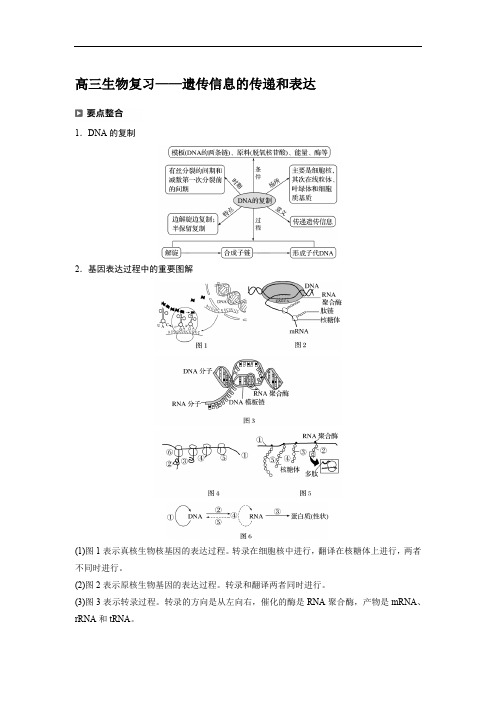 高三生物复习——遗传信息的传递和表达