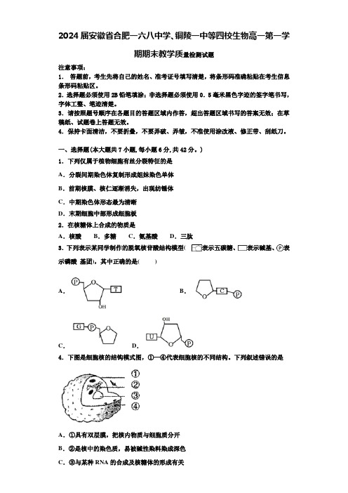 2024届安徽省合肥一六八中学、铜陵一中等四校生物高一第一学期期末教学质量检测试题含解析