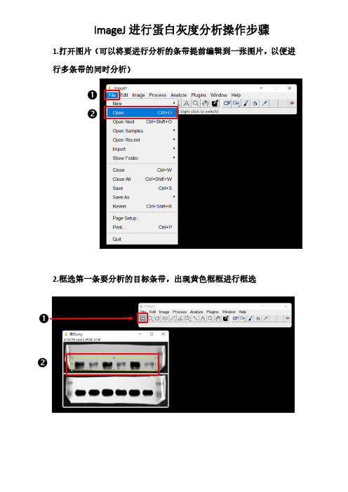 image j蛋白灰度分析步骤