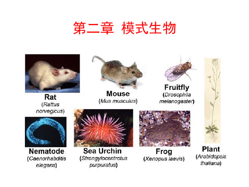 发育生物学：2 模式生物