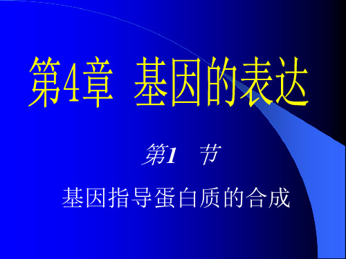 高中生物 人教版 必修二 基因指导蛋白质的合成