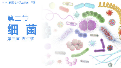 2.3.2细菌 课件-2024-2025学年人教版生物七年级上册