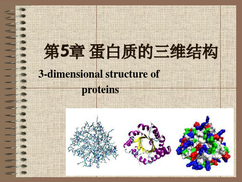 蛋白质的三维结构(2)