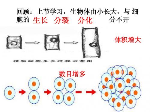 第二节     动物体的结构层次