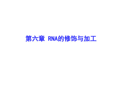 (完整版)RNA的修饰与加工