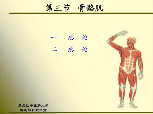 正常人体解剖学 第三节 骨骼肌