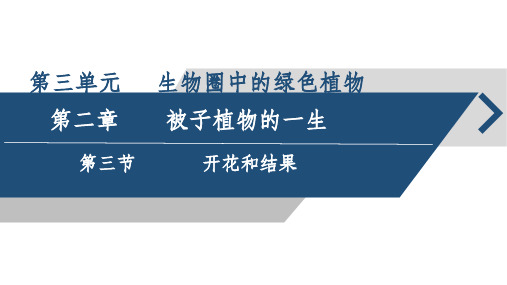 第三节开花和结果课件2023-2024学年人教版生物七年级上册