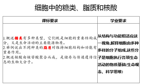 【课件】2024届高三生物一轮复习课件第四讲细胞中的糖类脂质和核酸