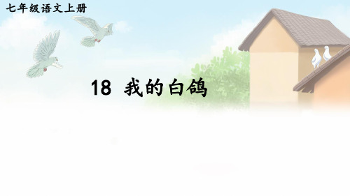 初中语文新人教部编版七年级上册第18课《我的白鸽》教学课件(2024秋)