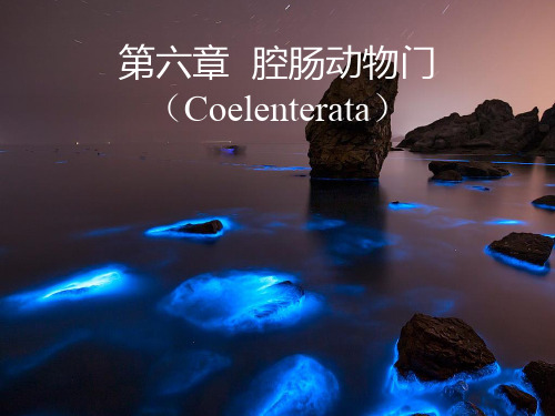 06第六章 腔肠动物门 Coelenterata