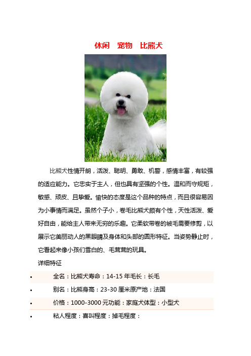 休闲  宠物  比熊犬