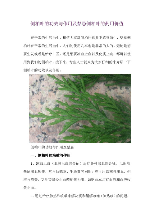 侧柏叶的功效与作用及禁忌 侧柏叶的药用价值