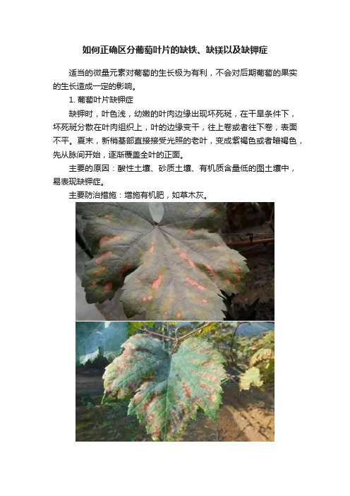 如何正确区分葡萄叶片的缺铁、缺镁以及缺钾症