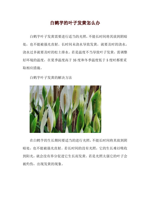 白鹤芋的叶子发黄怎么办