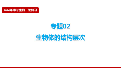 2024年生物中考一轮复习课件(人教版)专题 生物体的结构层次