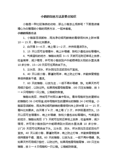 小鹅的饲养方法及要点知识