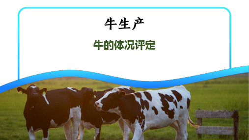 肉牛的体况评定课件(共15张PPT)《牛生产》