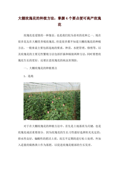 大棚玫瑰花的种植方法,掌握4个要点便可高产玫瑰花