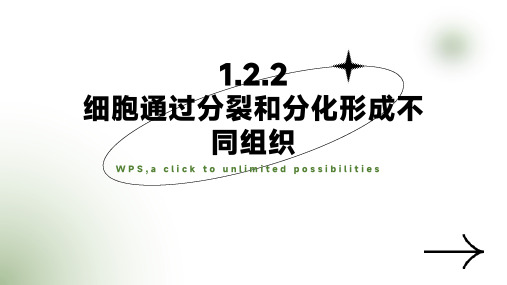 【2024新版本】济教七年级生物上册第一单元第二章第二节细胞通过分裂和分化形成不同组织课件