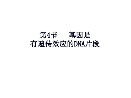 高一生物必修二(遗传与进化)第三章教学课件-新人教(1)