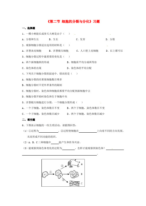 七年级生物上册 第一单元 第二章 第二节 细胞的分裂与分化习题 (新版)济南版