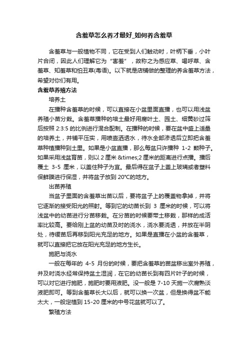 含羞草怎么养才最好_如何养含羞草