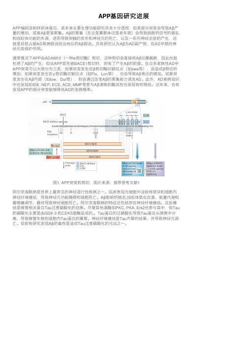 APP基因研究进展