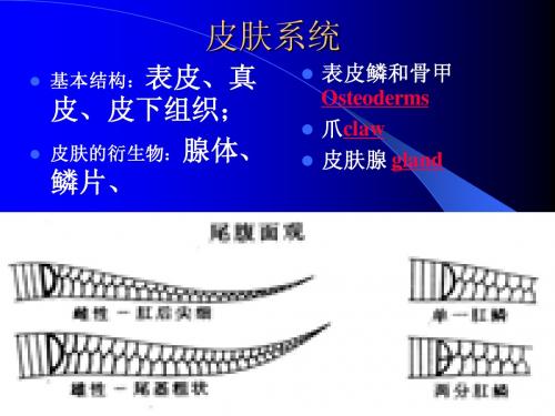 02皮肤系统