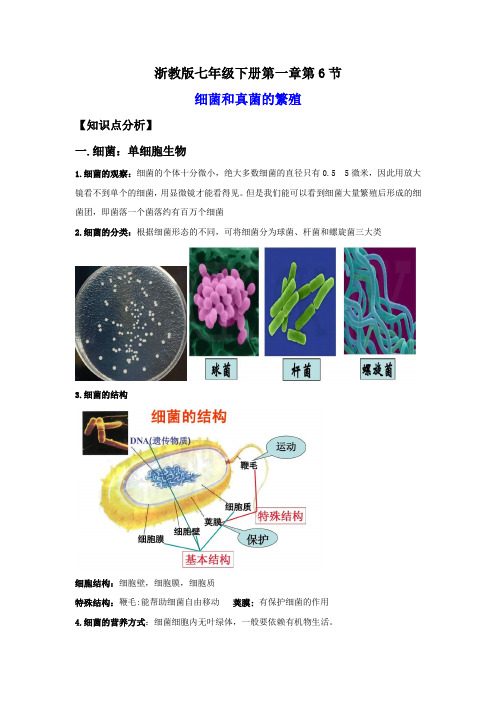 1.6细菌和真菌的繁殖(讲义)