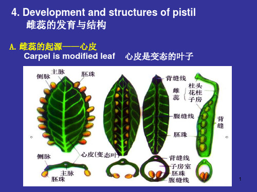 浙江大学2012植物学甲课件 第07次课2008