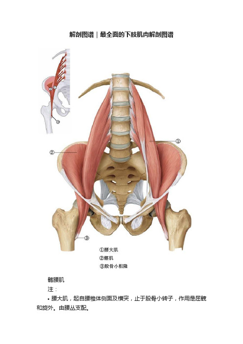 解剖图谱｜最全面的下肢肌肉解剖图谱