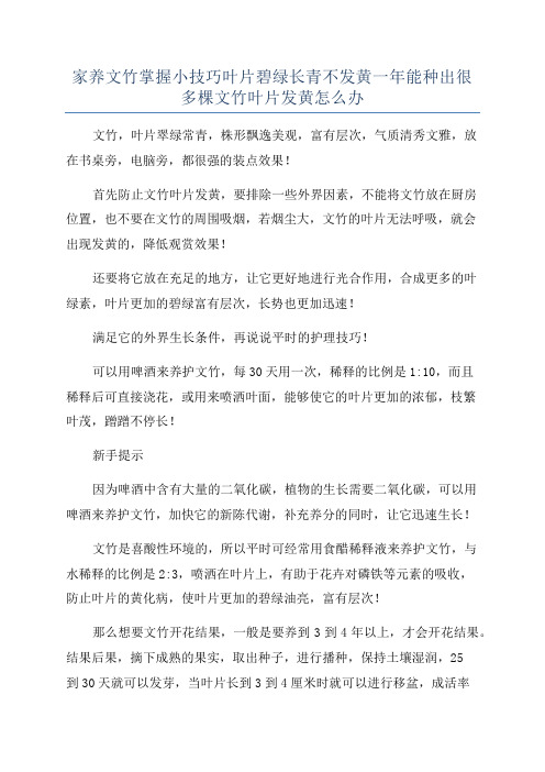 家养文竹掌握小技巧叶片碧绿长青不发黄一年能种出很多棵文竹叶片发黄怎么办