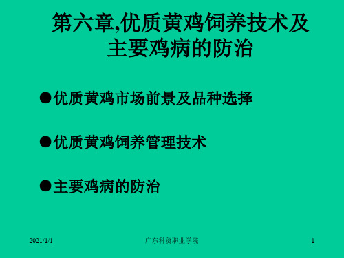 家禽生产技术第六章优质黄鸡饲养技术及主要鸡病的防治P.ppt