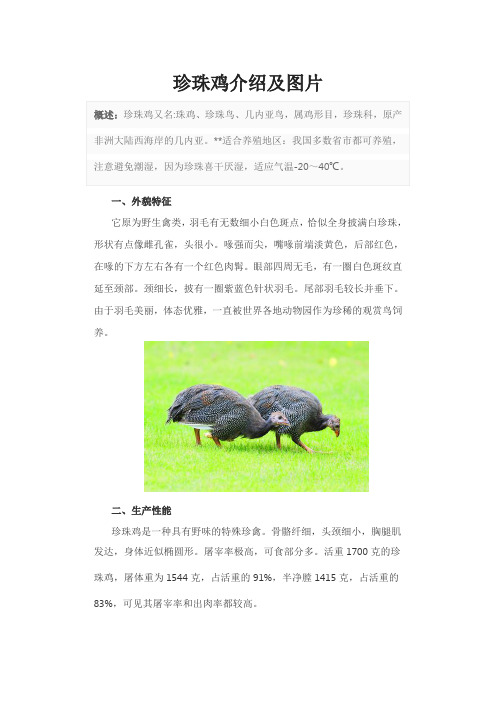珍珠鸡介绍及图片