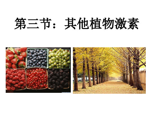 其他植物激素(最新公开课课件)