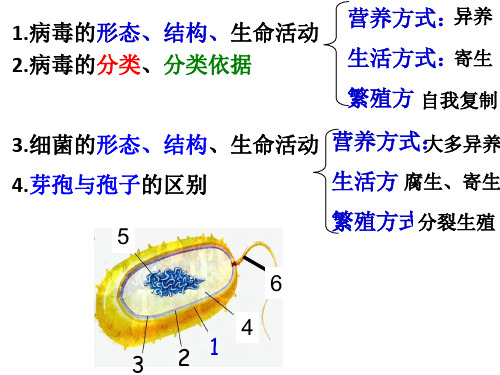 济南版七年级生物上册课件：2.3.3真菌 (共21张PPT)