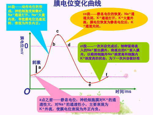 2016届高三生物一轮复习 图示 9.膜电位的变化曲线