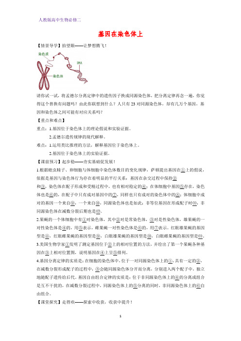 高中生物必修二学案15：2.2 基因在染色体上