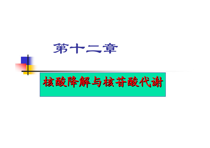 核苷酸代谢