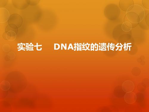 DNA指纹的遗传分析