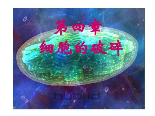 生物分离工程 第4章-细胞的破碎-