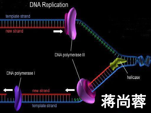 DNA的复制特点(分子生物学)