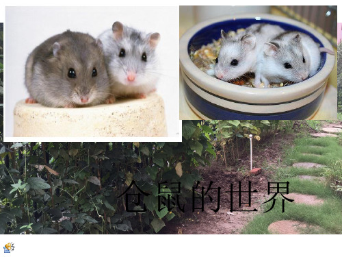 仓鼠介绍ppt课件