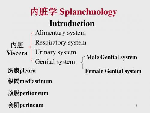 哈尔滨医科大学_系统解剖学_内脏学(Splanchnology)-PPT精选文档