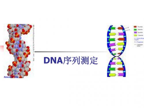 DNA序列测定