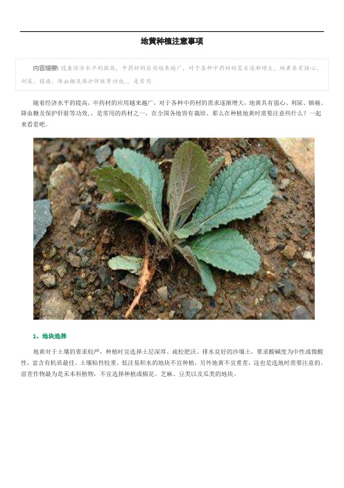 地黄种植注意事项