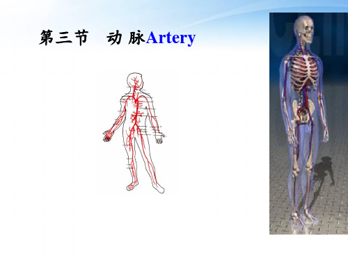 《系统解剖学》动脉  ppt课件